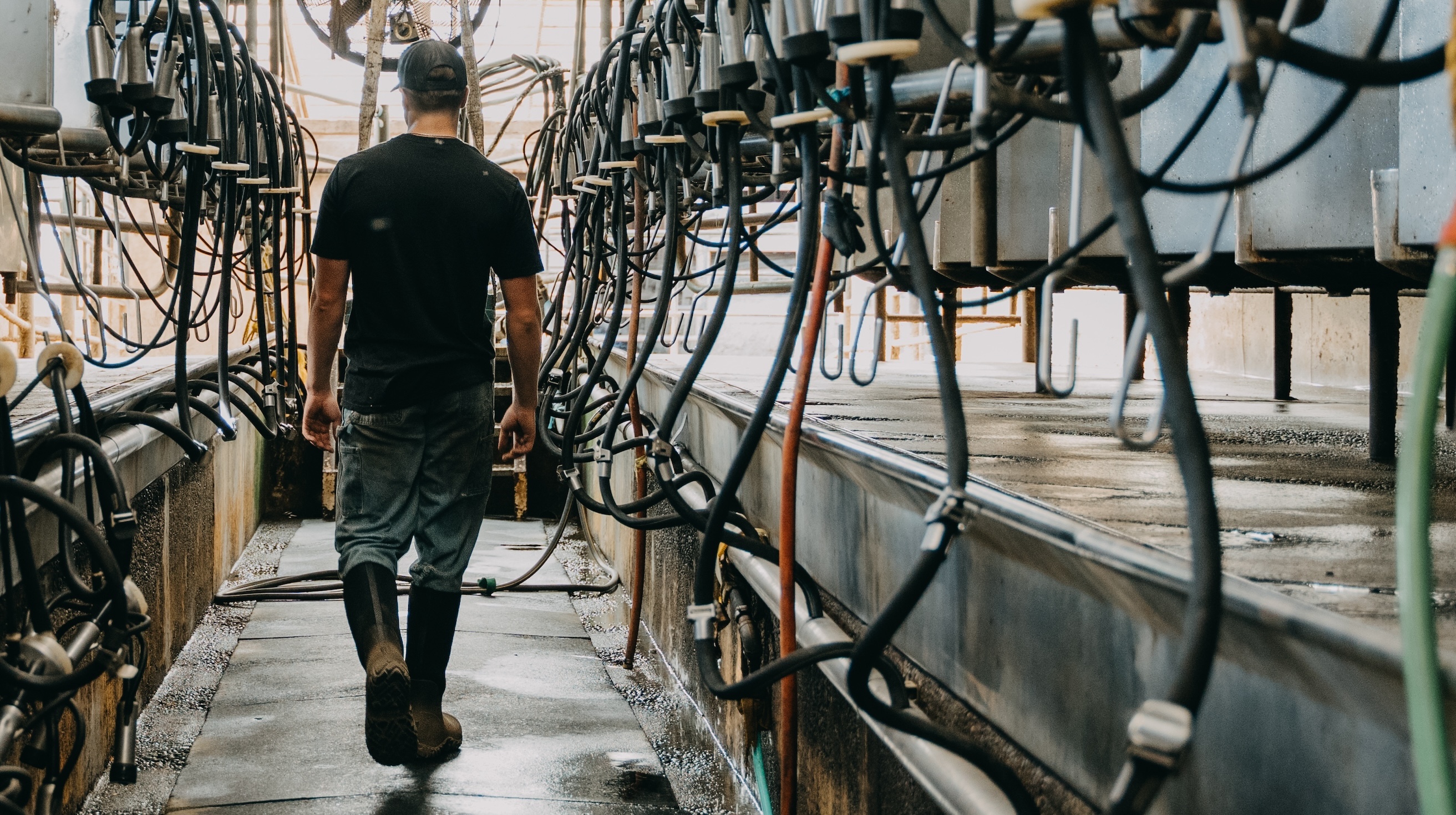 The image shown is a man walking through his cow facility.  Shop our new men’s seamless boots.